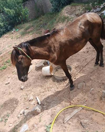 Cheval retrouvé